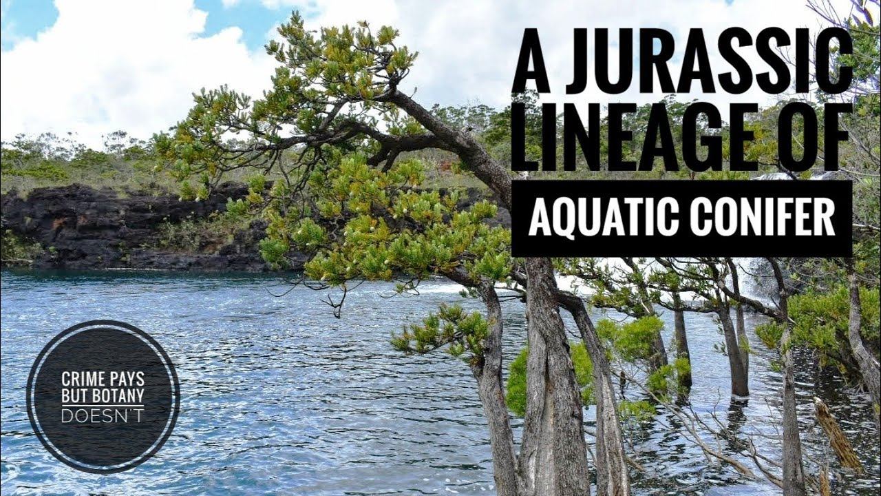 Aquatic Conifers That Evolved with the Dinosaurs смотреть онлайн