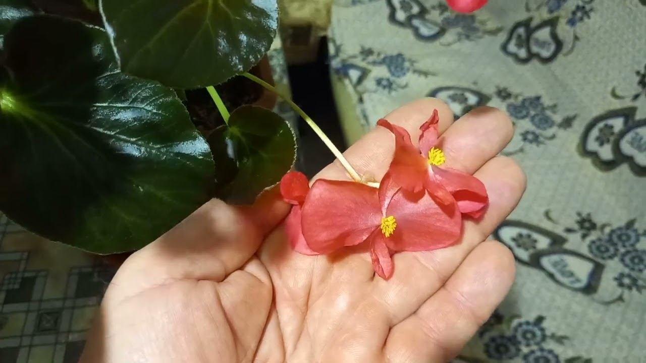 Бегонія Біг де Люкс Begonia Big De Lux