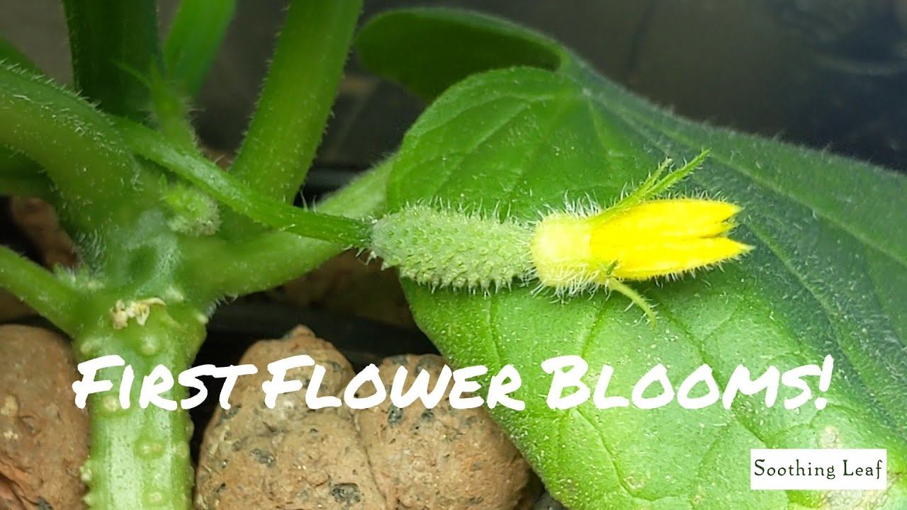 How To Grow Hydroponic Cucumbers Indoors | DWC Day 6 | Flowering! смотреть онлайн