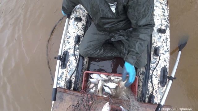 Выпал снег, кидаем накрывушку. Рыба на каждом забросе. Сибирский странник.