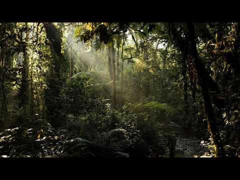 Sonidos selva del Congo,fauna y flora en peligro de extincion смотреть онлайн