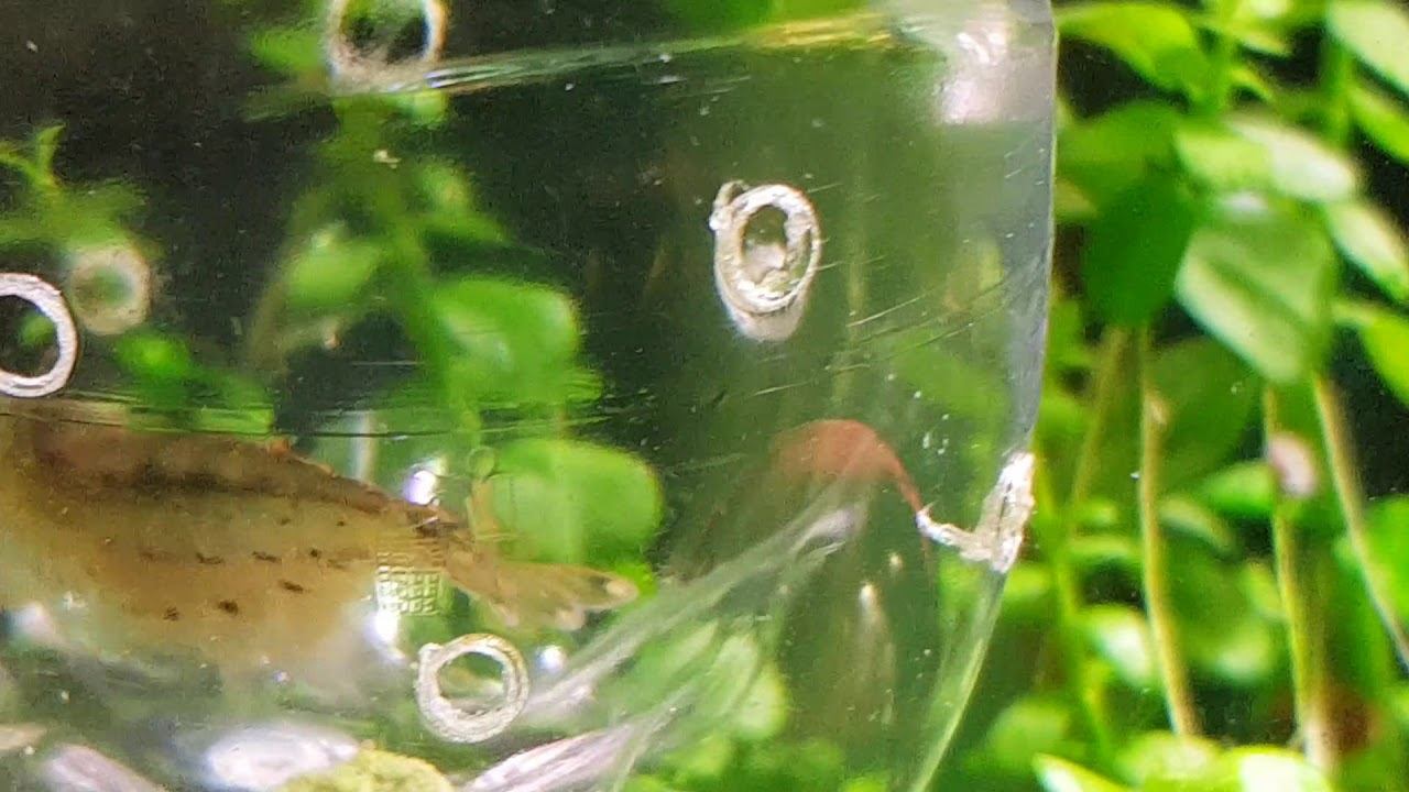 Креветка амано (Caridina japonica) с икрой смотреть онлайн