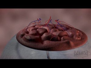 ПЛАЦЕНТА: развитие и функции