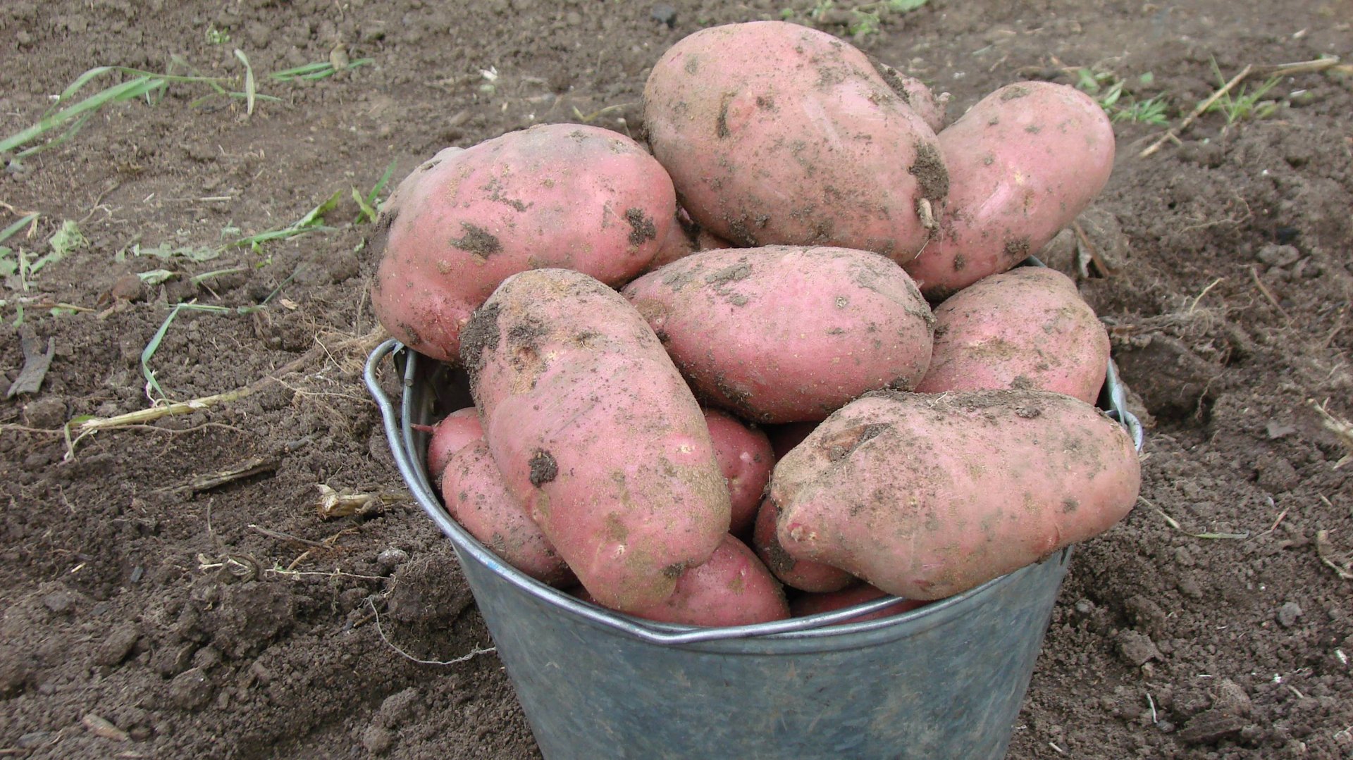 Посадка картофеля. Способ посадки картофеля для получения высокого урожая. От А до Я. смотреть онлайн