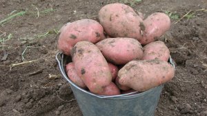 Посадка картофеля. Способ посадки картофеля для получения  высокого урожая. От А до Я.