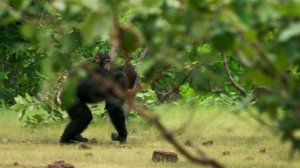 Шпионы в дикой природе 1 сезон 2 серия (документальный сериал, 2017)