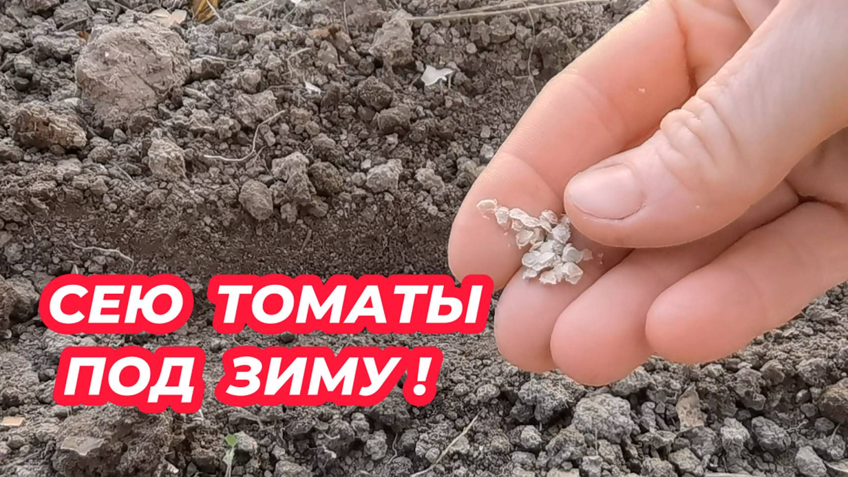 ПОСЕВ ТОМАТОВ ПОД ЗИМУ! Уникальный способ выращивания помидоров без рассады смотреть онлайн