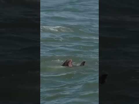 🎁Забери свой подарок с тг ✨Luxury of Christ✨#вера #духовноеразвитие #веравсебя #целеустремленность смотреть онлайн