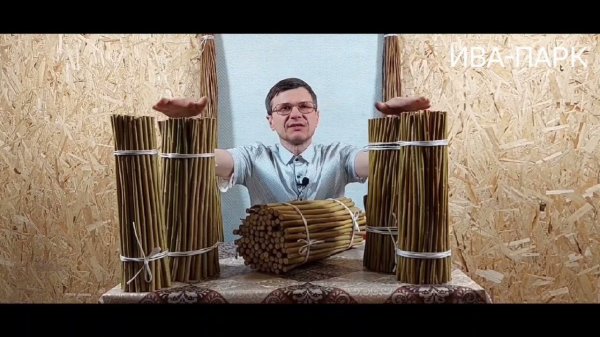 ИВА-ПАРК. Американка гигантская. Разновидности сорта.