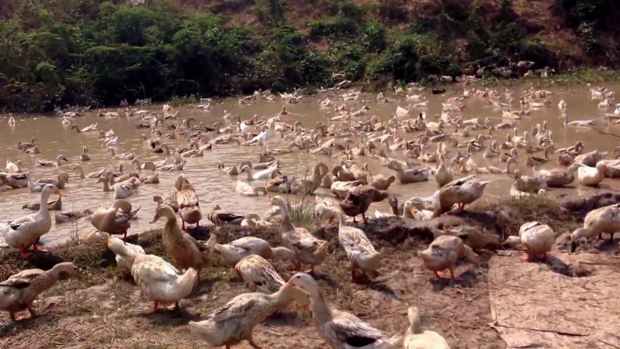 my travel to Prey Veng, how they rising up their ducks смотреть онлайн