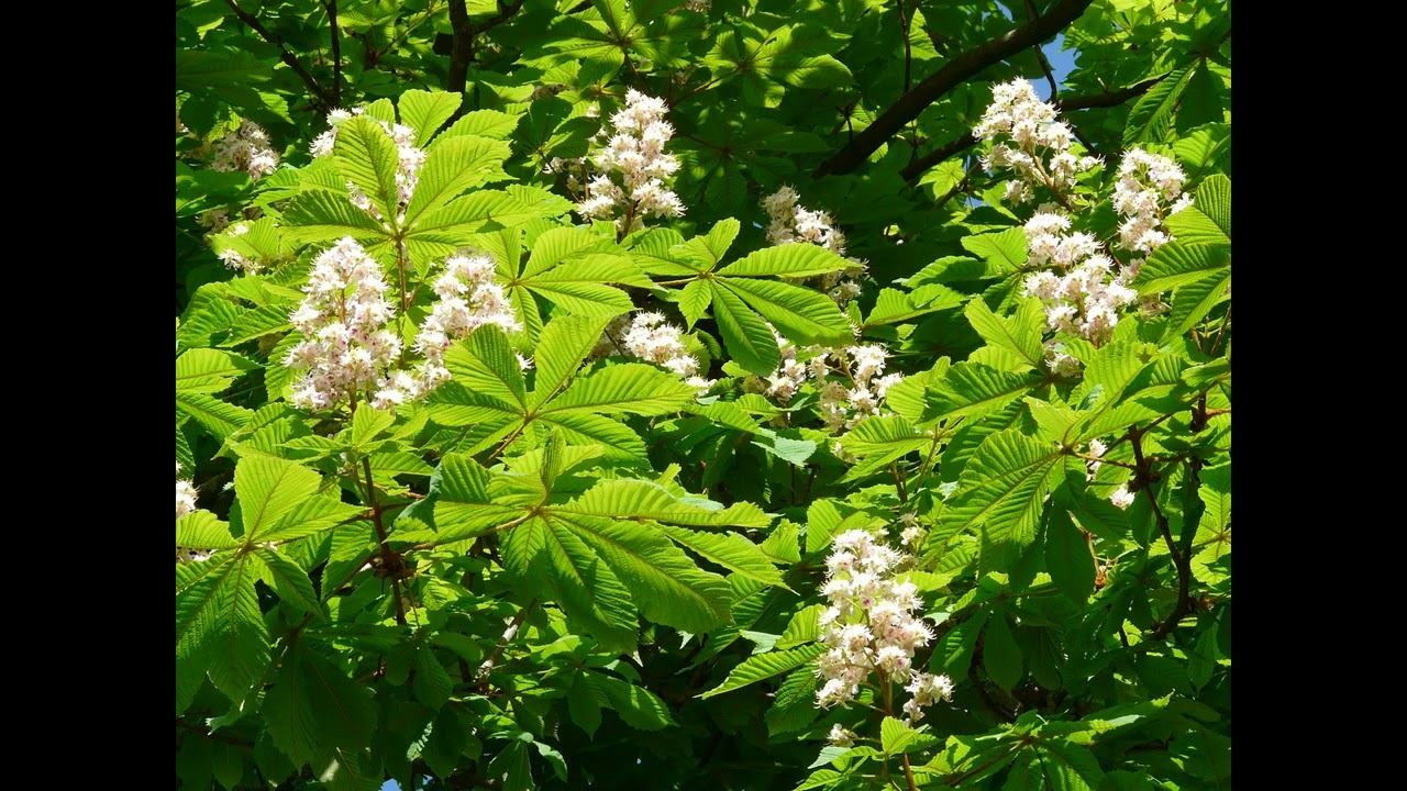 Венозная недостаточность, Эсцин из Конского Каштана смотреть онлайн