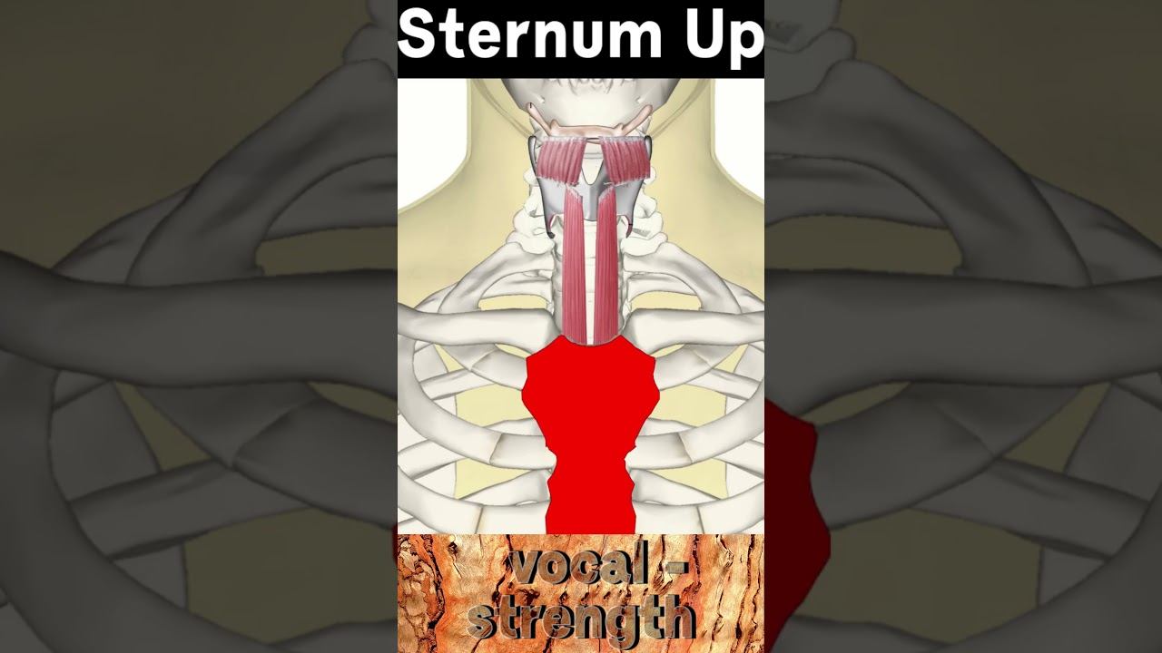 Sternum Up! 5 #Voicelessons #vocaltraining смотреть онлайн