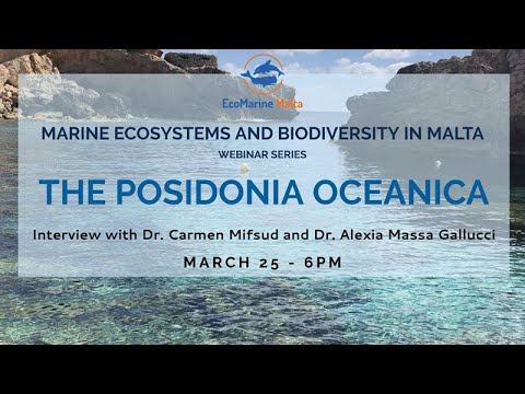 Ecomarinemalta Webinar Series - The Posidonia Oceanica смотреть онлайн
