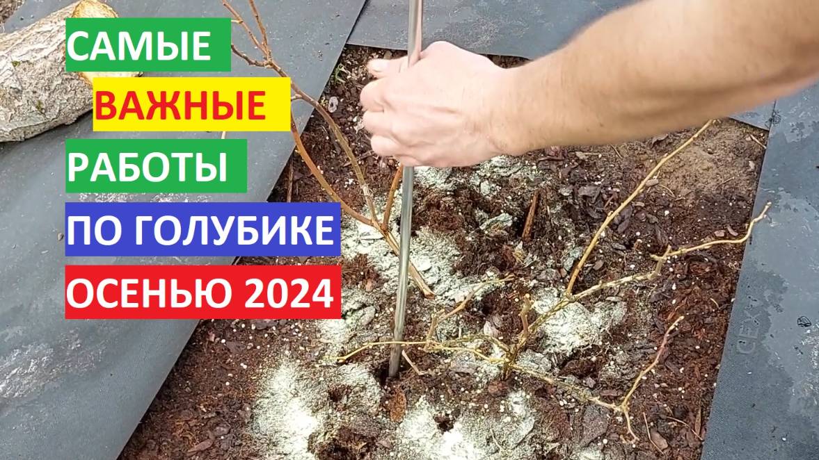 ОБЯЗАТЕЛЬНЫЕ работы ОСЕНЬЮ по ГОЛУБИКЕ! Макс.информации за 10 минут!