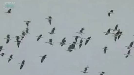 Почему птицы улетают смотреть онлайн