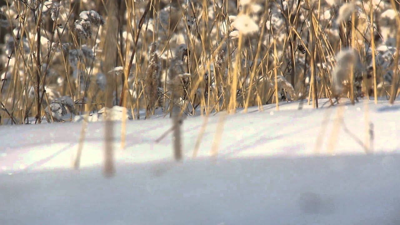 Canon EOS 60D EF-S 18-200 mm, 24 fps,ISO 200 video-test.mov смотреть онлайн