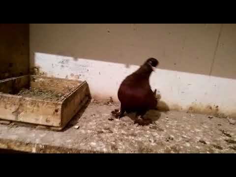 Голуби Кубани смотреть онлайн