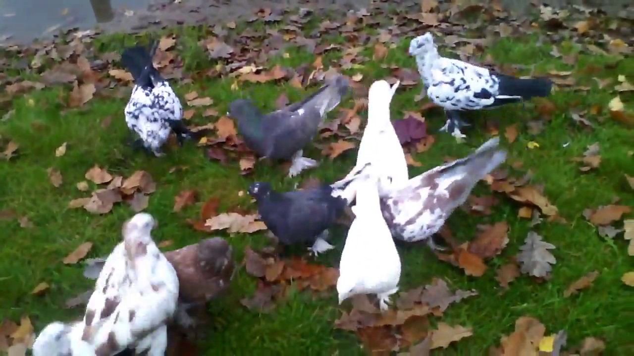 Андижанские голуби смотреть онлайн