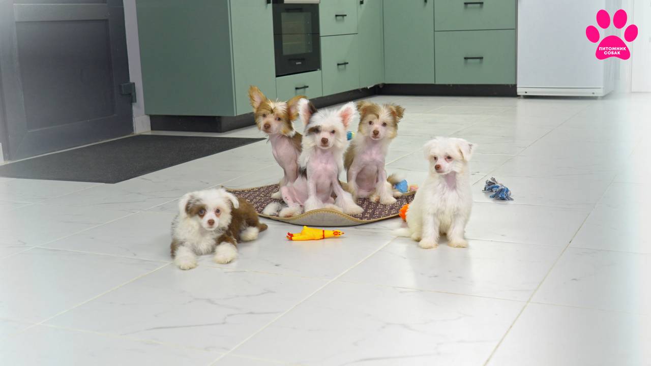 Забрала бы всех себе! Выбрала себе одного щенка! Китайские-хохлатые собаки. Осталось 2 штуки! смотреть онлайн