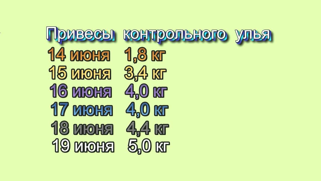 Вот и наступила пора главного медосбора смотреть онлайн