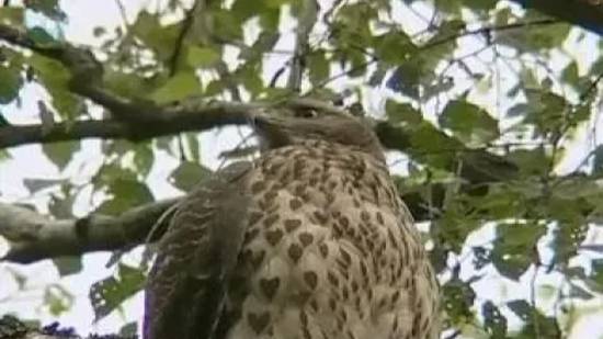 Оседлые птицы смотреть онлайн