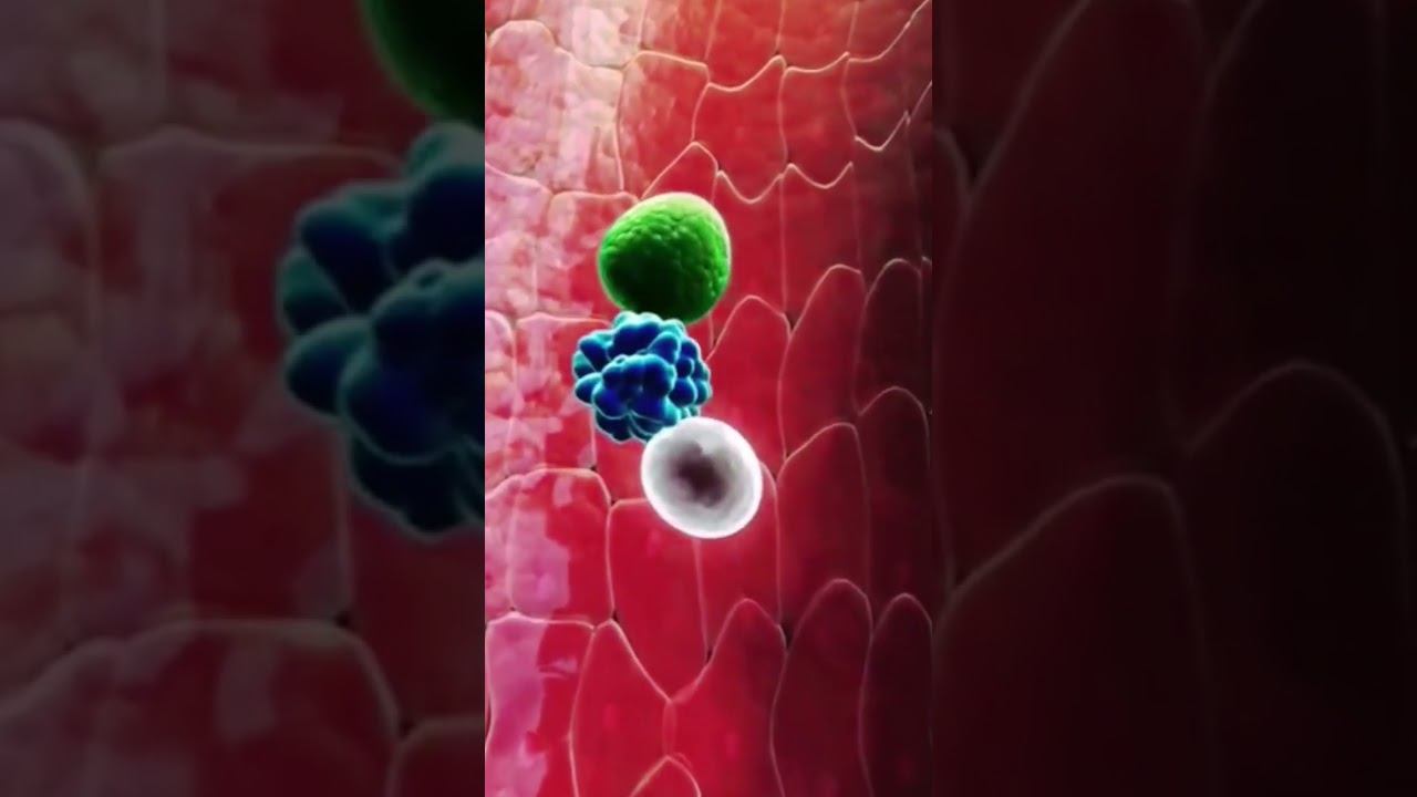 Blood clotting| Blood clotting 3d video| Process of blood clotting| #biology #bloodclotting смотреть онлайн