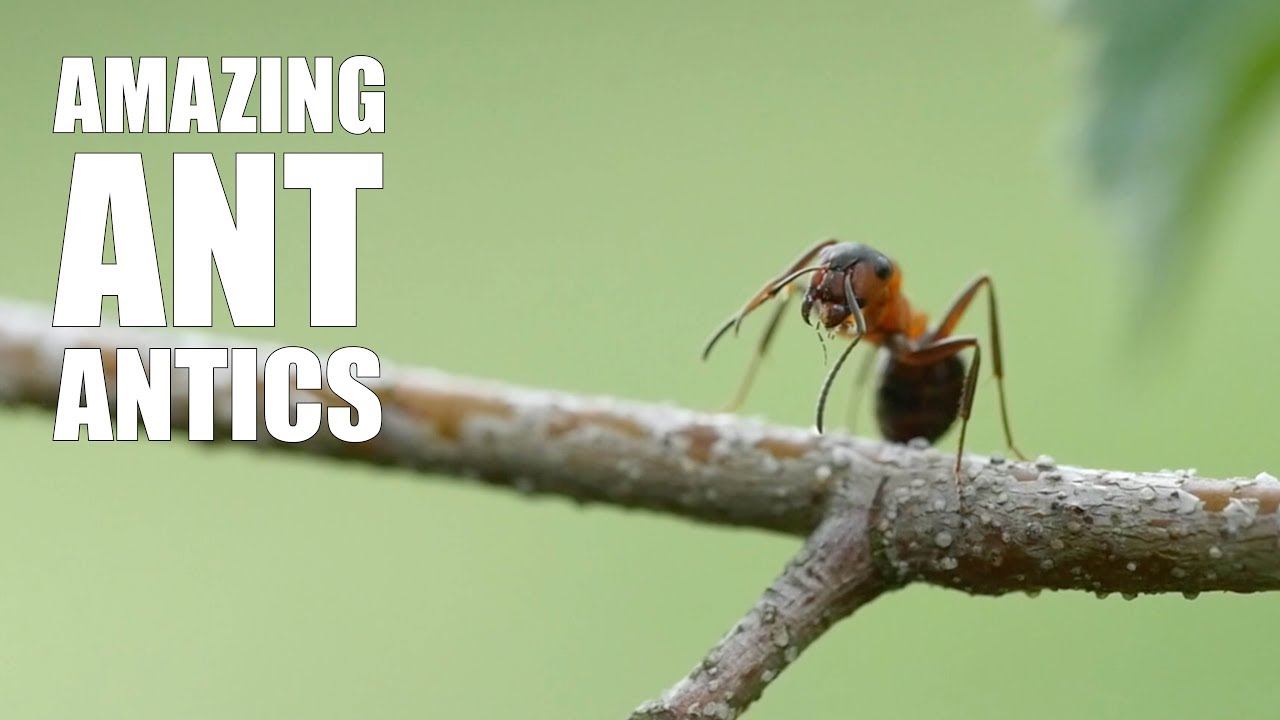 Amazing Ant Antics: Wood ants смотреть онлайн