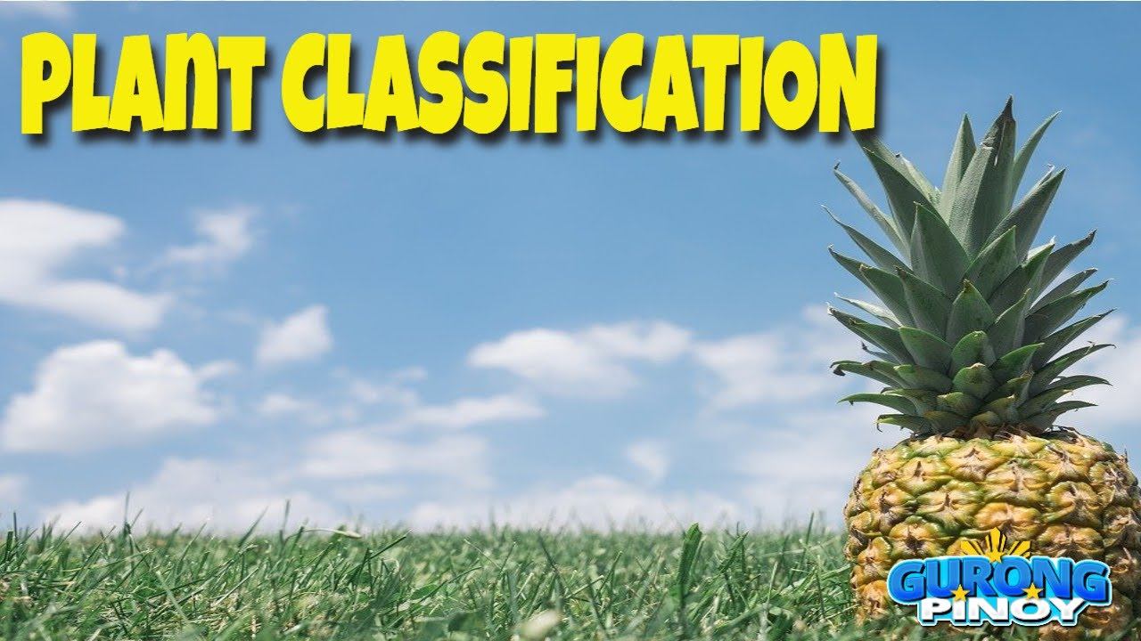 Plant Classification I Classification of plants | Different types of plants смотреть онлайн