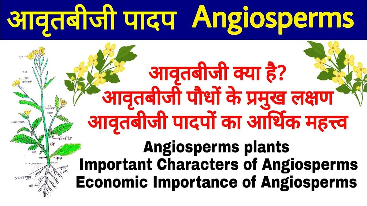 Angiosperms(आवृतबीजी पादप), Important Characters of Angiosperms, Economic Importance of Angiosperms смотреть онлайн