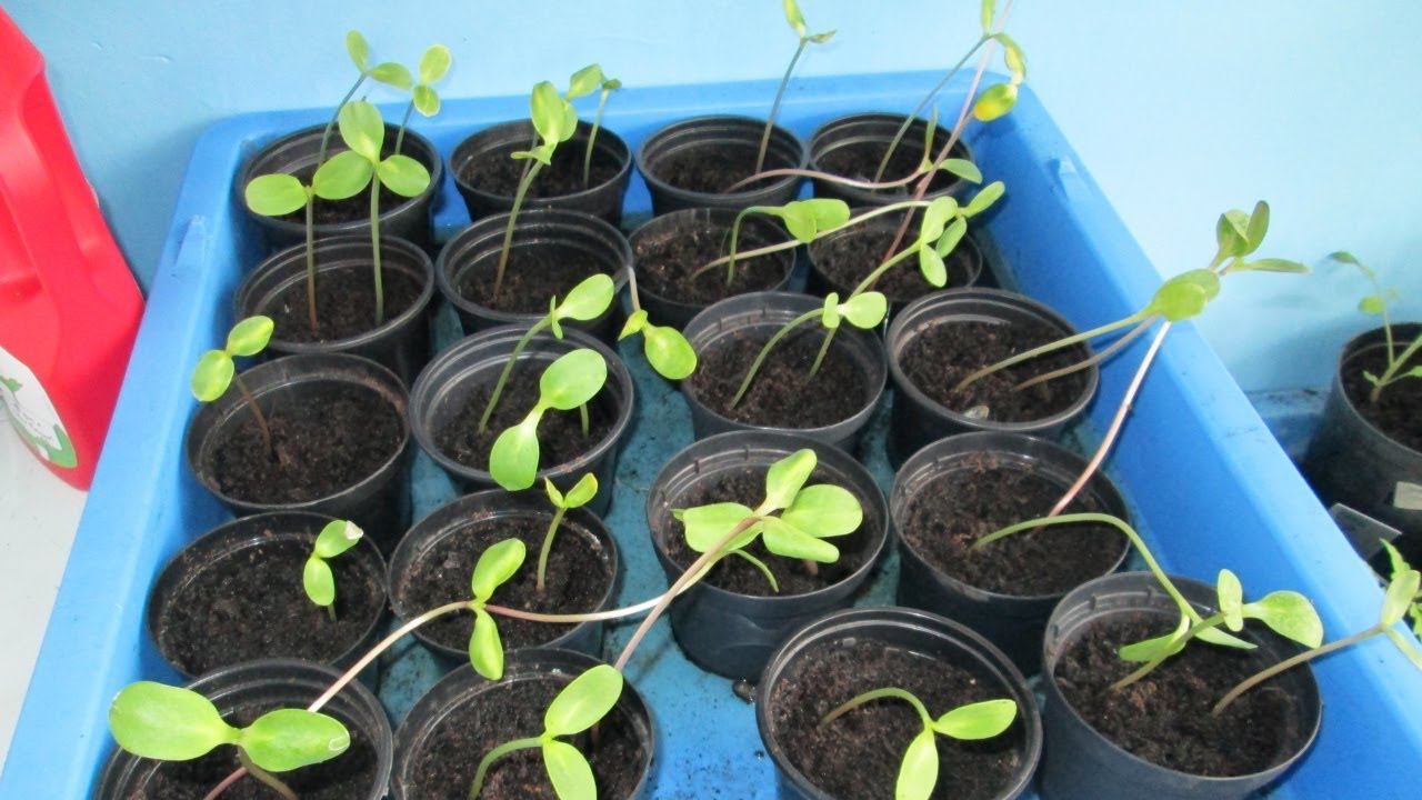 Seedlings and clearing up the back of the allotment смотреть онлайн