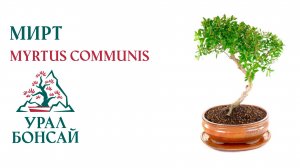 Бонсай из Мирта (Myrtle)