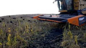 Сравниваем жатки для уборки подсолнечника ПСП рядковая с Безрядковой  ОТЗЫВ о работе ЖАТКИ