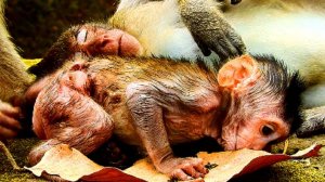 Oh no! Why monkey always pull wound on Janet, Baby hurt cos so big, Deeply wound on body 275