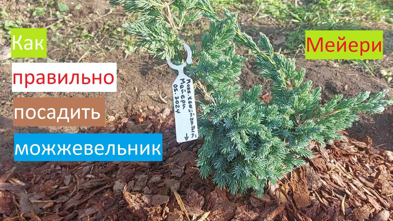 Правильная посадка можжевельника чешуйчатого Мейери.