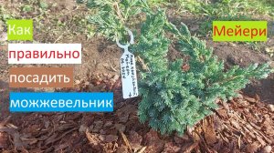 Правильная посадка можжевельника чешуйчатого Мейери.