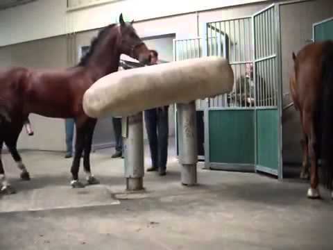 Mating Horses Breeding ~ HORSE MATING Donating Sperm MIX смотреть онлайн
