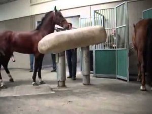 Mating Horses Breeding ~ HORSE MATING   Donating Sperm MIX