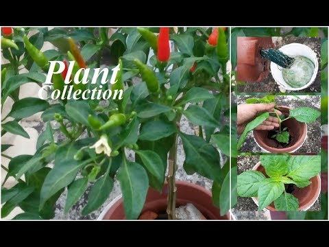 Hydroponic Farming Systems - Chili Pepper Growing with Hydroponic Systems смотреть онлайн