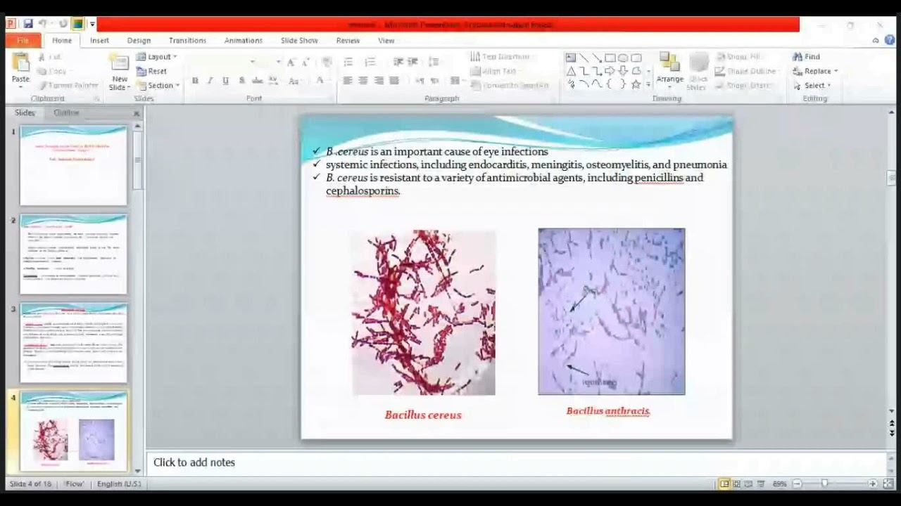 مايكرو نظري 12 Spore Forming Gram Positive Bacilli смотреть онлайн