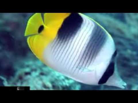 taxonomy final project смотреть онлайн