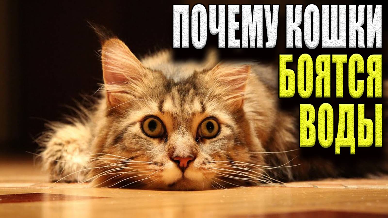 Почему кошки боятся воды смотреть онлайн