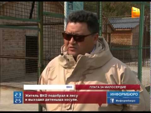 Житель ВКО за проявление заботы может поплатиться административным наказанием смотреть онлайн