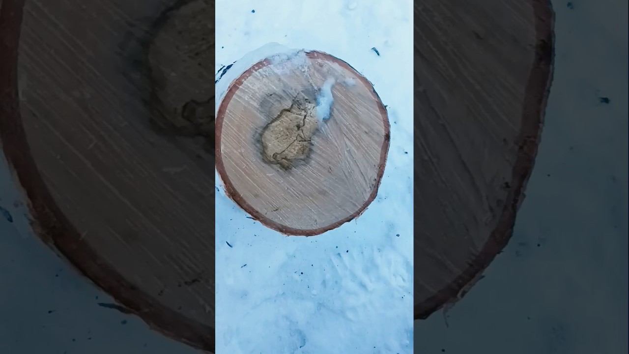 #маленький_наукфакт #biology #botany #биология #растения смотреть онлайн