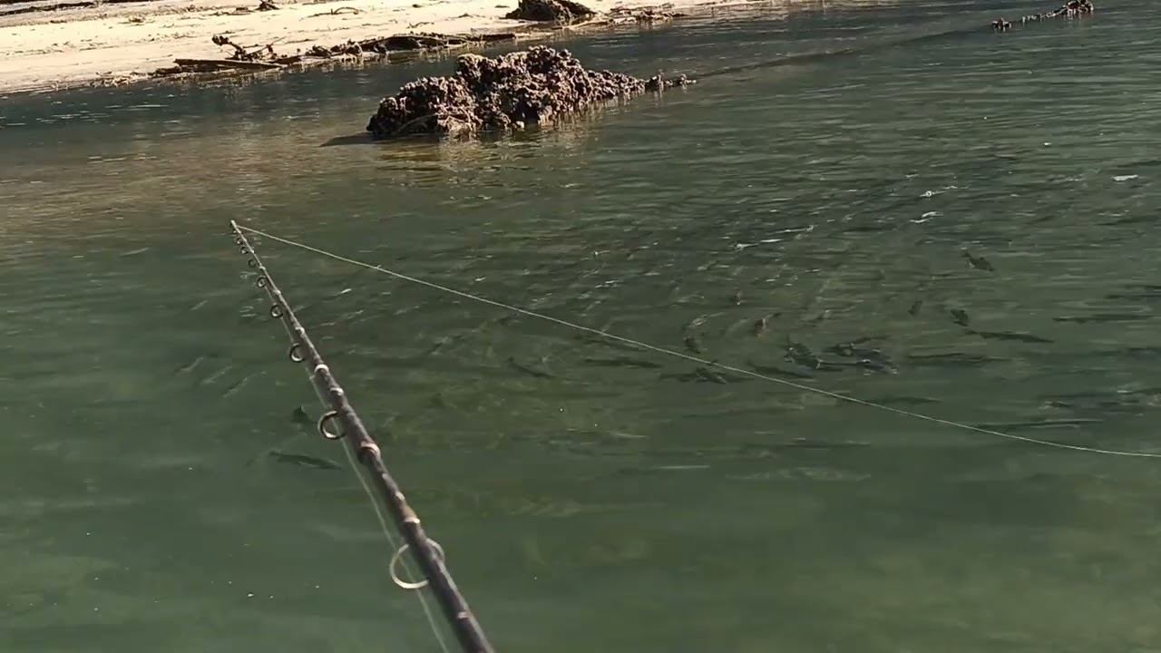 Лосось идёт на нерест. Индиан Арм 2023 смотреть онлайн