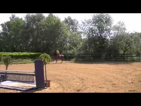 2006, Gelding by Quasimodo Z x Hamlet x Iroko смотреть онлайн