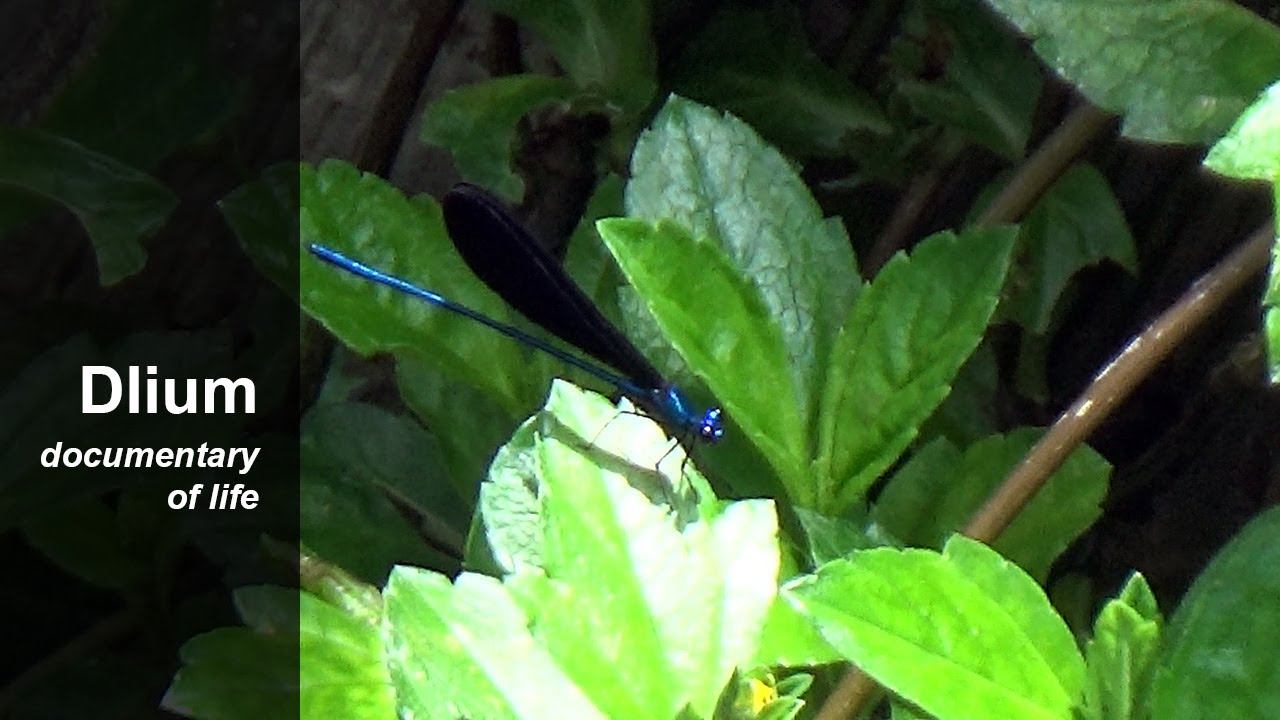 Nila flashwing (Vestalis luctuosa) - part 3 смотреть онлайн