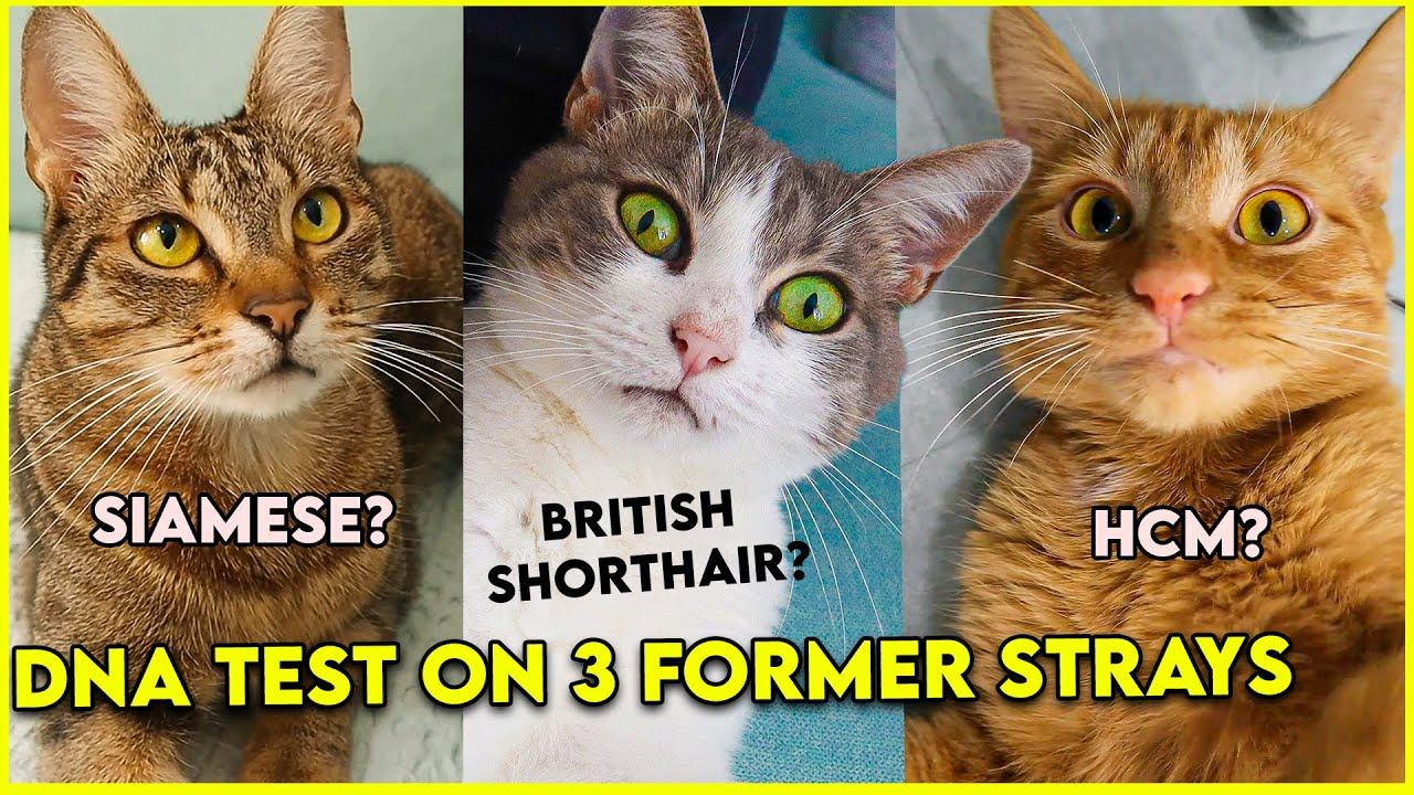 Basepaws! A DNA Test That Can Save Your Cat's Life смотреть онлайн