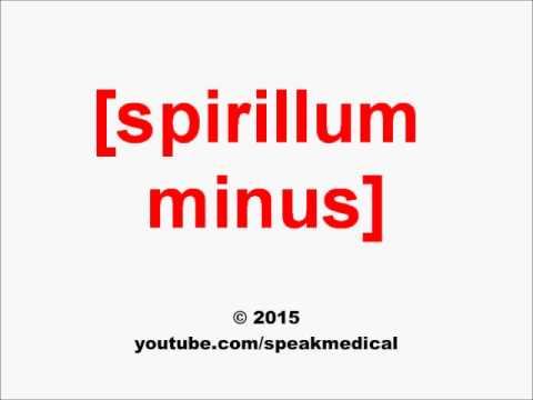 Pronounce Spirillum minus | SpeakMedical смотреть онлайн