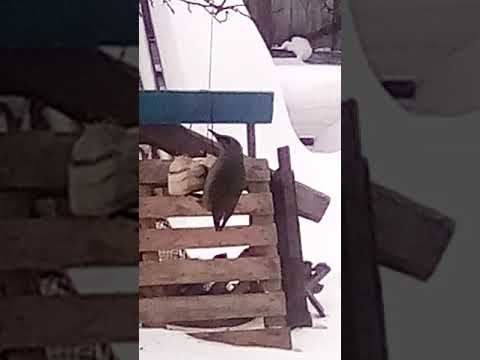 ОГРОМНАЯ ПТИЦА смотреть онлайн