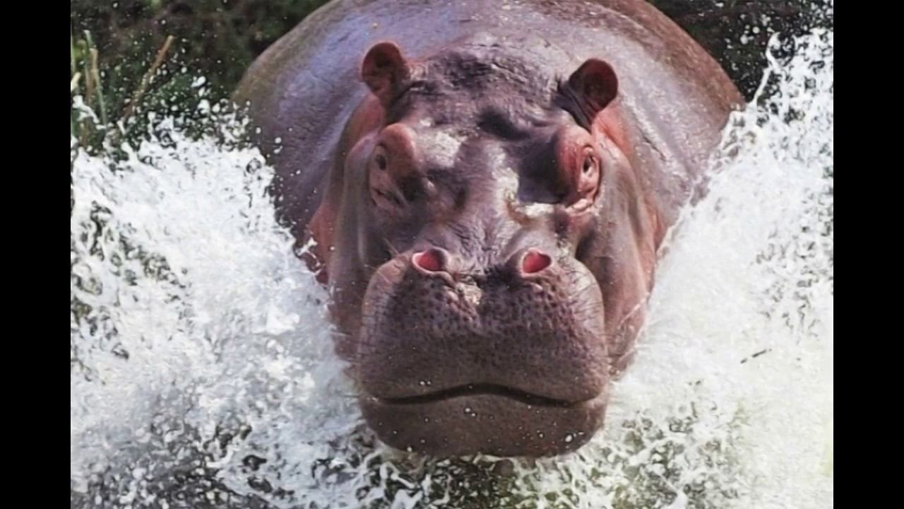 Темная сторона бегемотов. МСЦ ЕХБ. Читает Валерия Шикина. смотреть онлайн